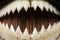 Piranha Teeth Close-up