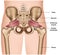 Piriformis muscle 3d medical  illustration on white background