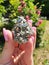 PIRITE IRON PYRITE FOOLS GOLD STONE ROCK NATURE SILVER CLUSTER ORACLE DECK