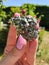 PIRITE IRON PYRITE FOOLS GOLD STONE ROCK NATURE SILVER CLUSTER ORACLE DECK