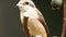 Pirok Pirok bird perch on Twig. close up