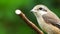 Pirok Pirok bird perch on Twig. close up