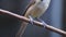 Pirok Pirok bird perch on Twig fly away. close up