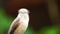 Pirok Pirok bird perched resting on a twig.