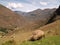 Pisac, Peruvian Terraced Lands