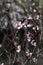 Pisardi plum blooming tree. Delicate pink flowers, buds and leaves close-up. Springtime