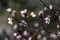 Pisardi plum blooming tree. Delicate pink flowers, buds and leaves close-up. Springtime