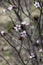 Pisardi plum blooming tree. Delicate pink flowers, buds and leaves close-up. Springtime