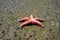 Pisaster ochraceus on the Pacific ocean beach. Generally known as the purple sea star, ochre sea star, or ochre starfish.