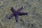 Pisaster ochraceus purple sea star