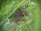 Pisaura mirabilis, Nursery web spider nest, with recently hatched spiderlings.