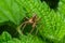 Pisaurina mira Nursery web spider a common garden and meadow insect with selective focus