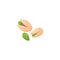 Pistachio nut whole, salted snack. Pistachios green seed, isolated on white background. Nut sketch vector illustration.