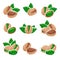 Pistachio nuts set. Vector