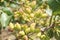 Pistachio Seeds on a Farm in Tuscany, Italy