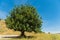 Pistachio tree in The Valley of Elah