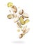 Pistachios crushed in the air close-up on white background