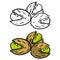 Pistachios. Green nuts in their shells. Set of Walnut. Snack and food. Cartoon flat illustration