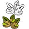 Pistachios. Green nuts in their shells. Walnut set with leaves. Snack and food. Cartoon flat illustration