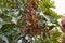 Pistacia atlantica with ripe fruits in their natural habitat