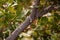 Pistacia lentiscus, Gum Tree, Tree Branch, Gum Drop