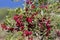 Pistacia lentiscus lentisk or mastic shrub red ripened bright fruits and green leaves on branches