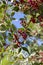 Pistacia lentiscus red ripened fruits and leaves on branches