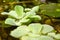 Pistia is a genus of aquatic plant in the arum family, Araceae. The single species it comprises, Pistia stratiotes, is often