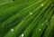 Pistia. Water salad