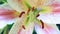 Pistil of Blooming Lilium