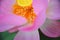 Pistil-The lotus flowers