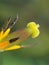 Pistil pollen stamen anthlers stigma on a tulip flower