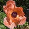 Pistil with seeds of a wide opened orange poppy flower - Papaver rhodeas