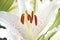 Pistil and Stamen of white lily flower