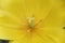 Pistil and stamen in a yellow flower