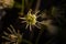 Pistil and stamens after fertilization