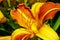 Pistil and stamens of the flower yellow-orange lilies