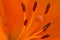 Pistil and stamens inside orange flower