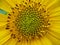 Pistil Sunflower