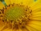 Pistil Sunflower