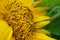 Pistils Sunflowers