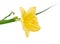 Pistils Yellow Daylily â€˜Happy Returnsâ€™ Hemerocallis with green leaves isolated