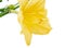 Pistils Yellow Daylily â€˜Happy Returnsâ€™ Hemerocallis with green leaves isolated