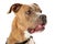 Pit Bull calmly listening right facing mouth open isolated