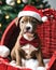 Pit Bull Christmas puppy