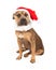 Pit Bull Cross with Santa Hat And Collar