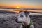 Pit bull dog on beach at sunset