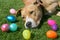 Pit Bull Dog with Easter Eggs