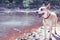 pit bull dog and master near a puddle of water during an outdoor excursion. Hiking and trekking with dog, outdoor training for
