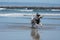 Pit Bull Dog Playing Fetch in Ocean. San Diego Dog Beach